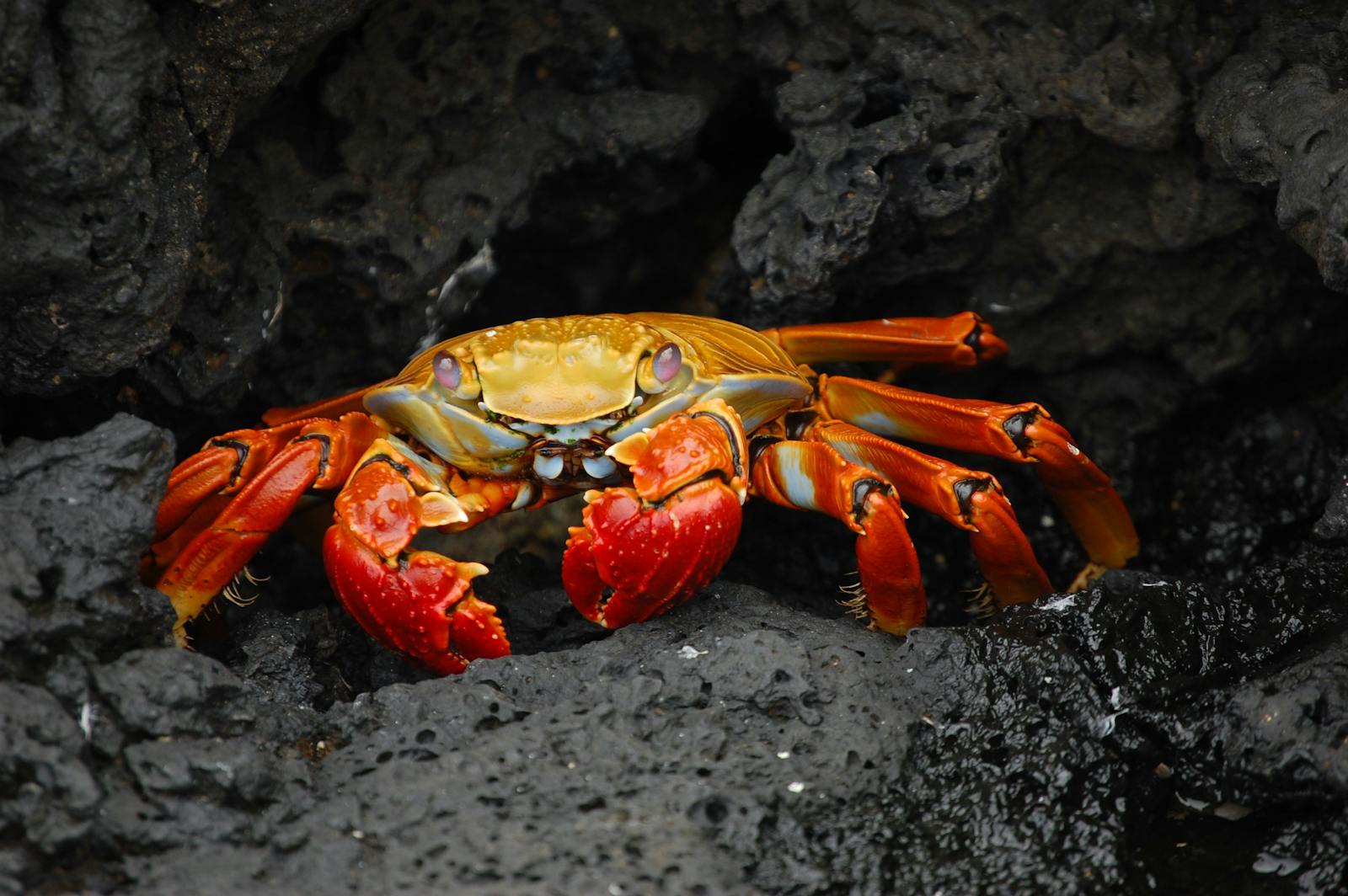 Bathynomus – Kolosalne skorupiaki z głębin – giganci nieznanego świata oceanów